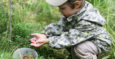 à la cueillette des plantes sauvages utiles