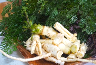 racines et feuilles de carotte sauvage